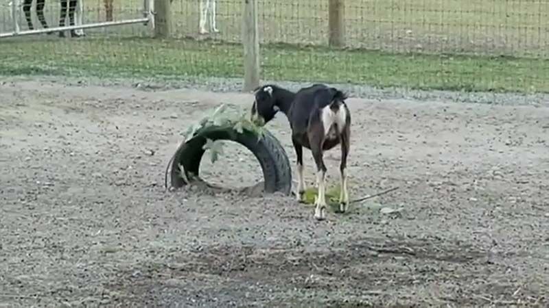 Featured image for “Goat Enrichment”