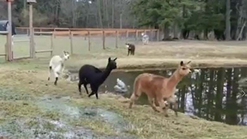 Featured image for “Alpaca Recall on Cue”