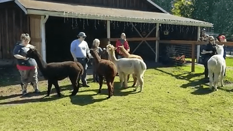 Featured image for “Taking Turns Training Alpacas”