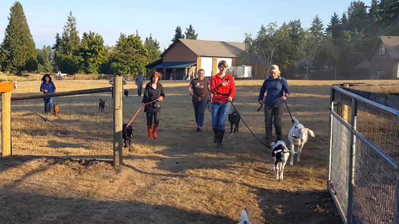 Featured image for “Goat Walk”