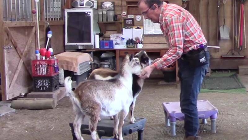 Featured image for “Training Session with Skittish Goats”